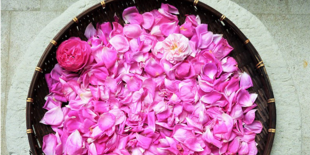Fragrance Day – natural perfumes and roses in Nova Gorica
